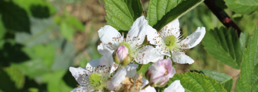 Les Lambesc'apades : Découverte de la Ferme de Cabrières