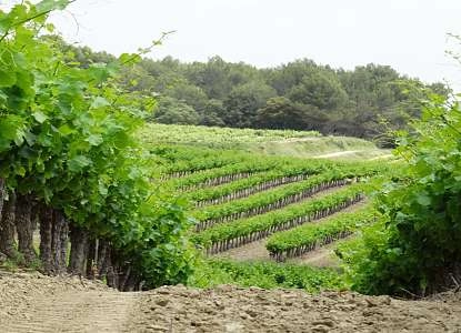 Les Lambesc'apades : visite du Vignoble du Roy René