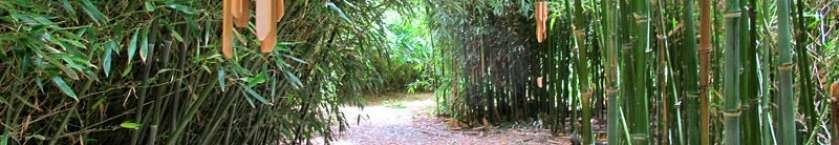 imgi_7_slide-jardin-bambous-en-provence-04.jpg