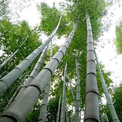 Bambouseraie  Bambous en Provence 