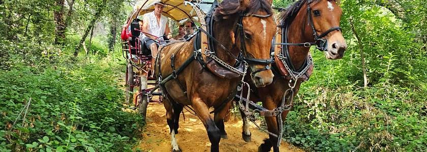imgi_8_caleche-provencehipposervices-3.jpg