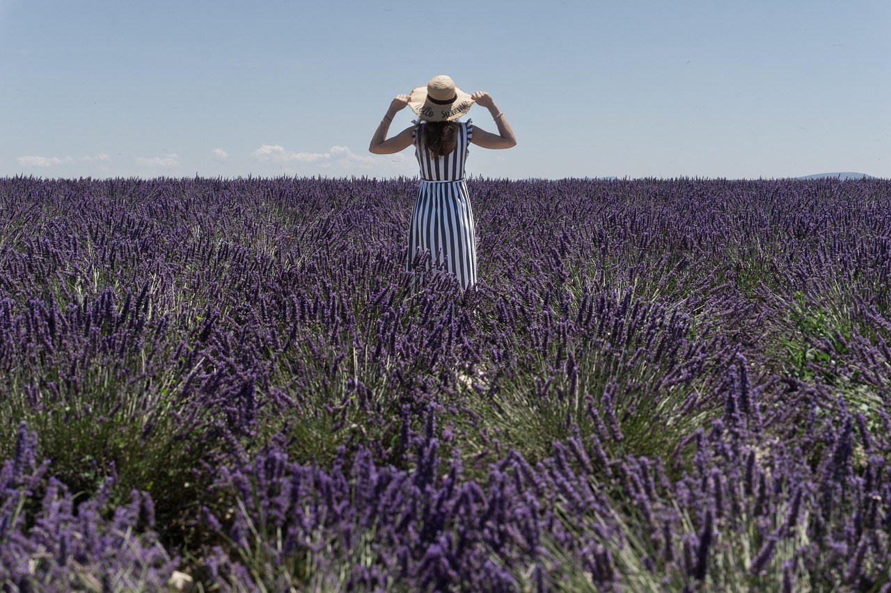 Lavandes en Provence
