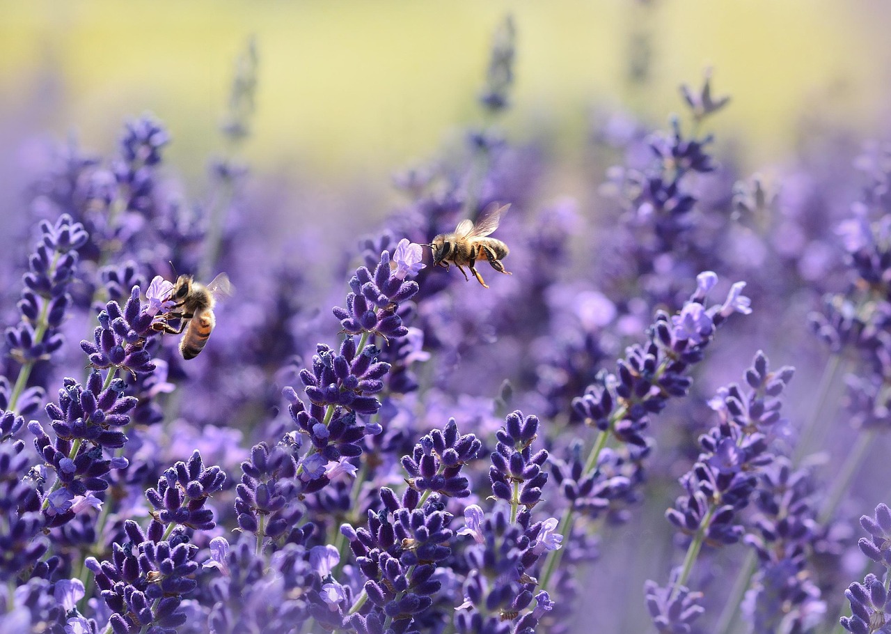 Lavande et abeilles