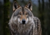 40 ans d'absence, et le voilà : le loup s'installe dans le Luberon