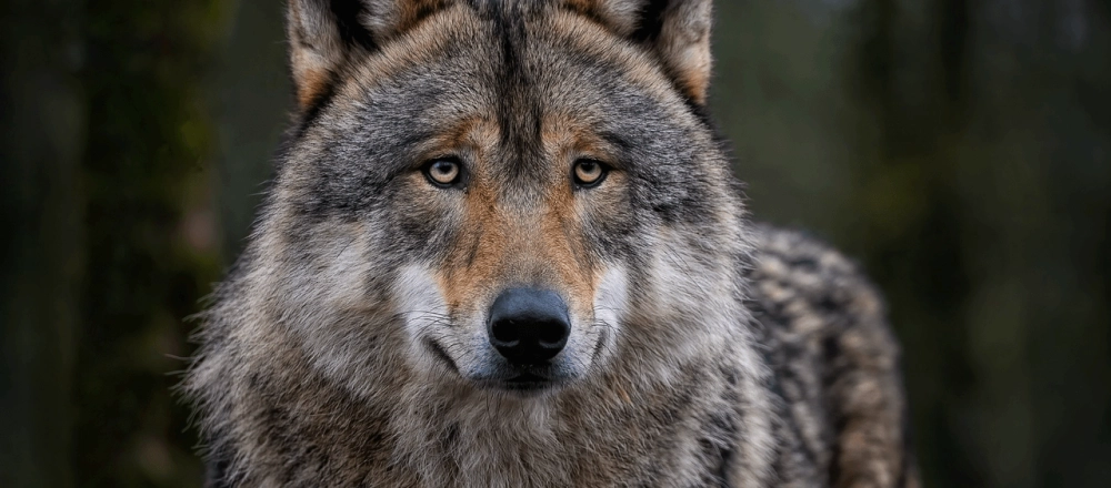 40 ans d'absence, et le voilà : le loup s'installe dans le Luberon