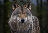 40 ans d'absence, et le voilà : le loup s'installe dans le Luberon