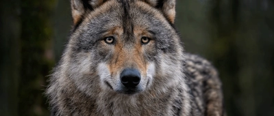 40 ans d'absence, et le voilà : le loup s'installe dans le Luberon