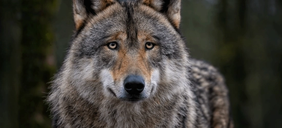 40 ans d'absence, et le voilà : le loup s'installe dans le Luberon
