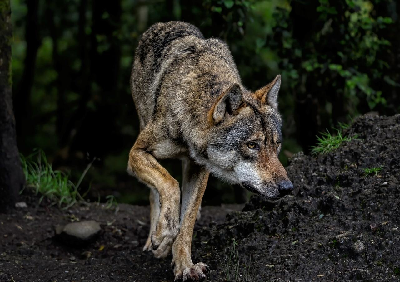 Loup dans le Parc Naturel Régional