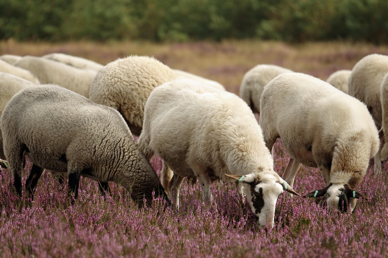 troupeau de mouton