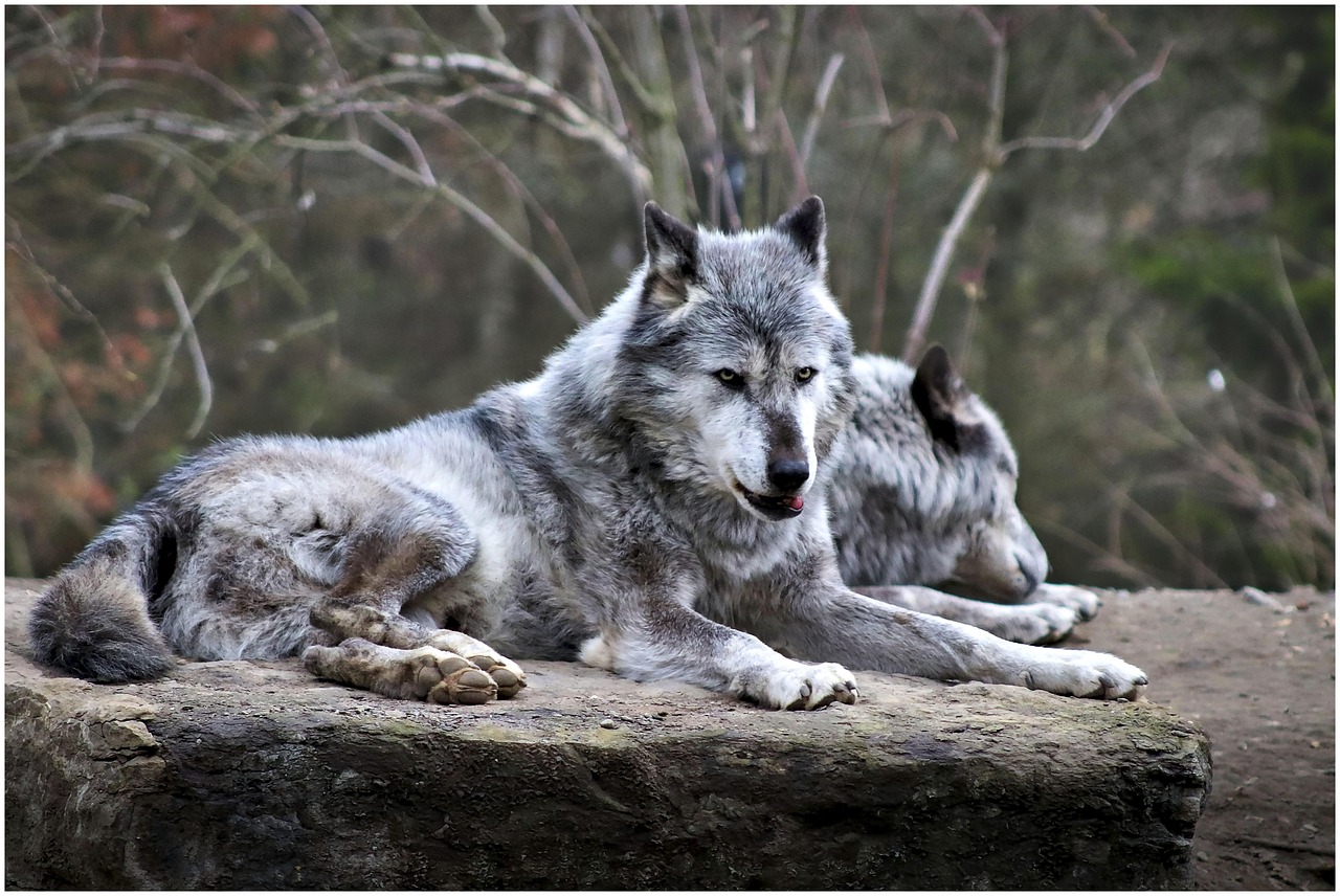 deux loups sur un rocher