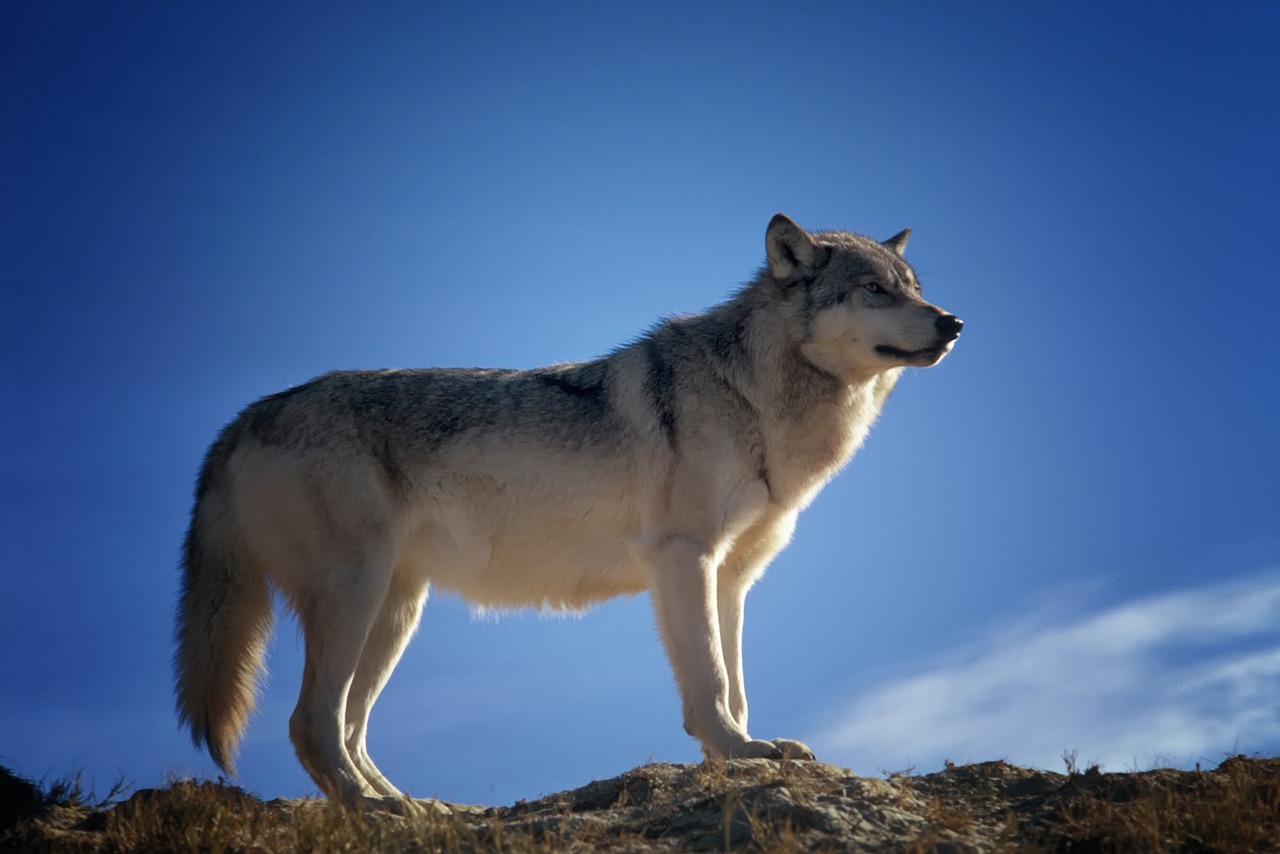 loup