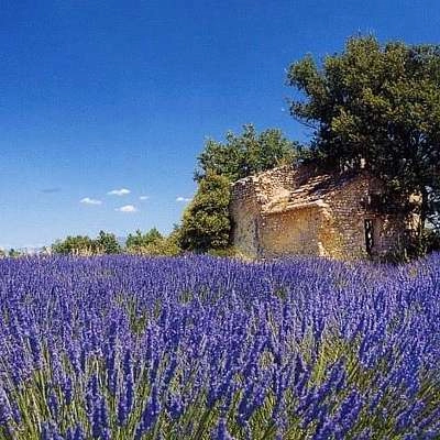 À travers les champs de lavande ...