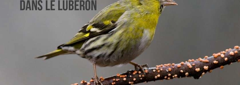 3 oiseaux magnifiques dans le Luberon