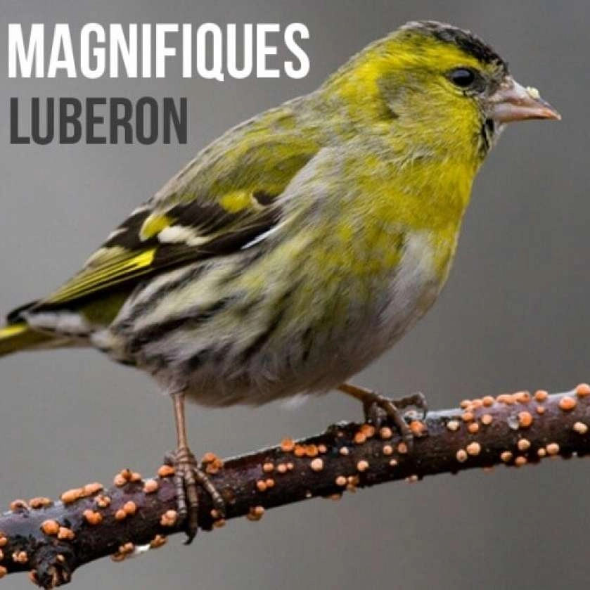 3 oiseaux magnifiques dans le Luberon