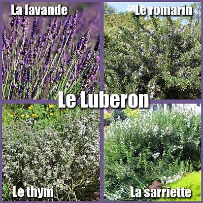 4 plantes aromatiques du Luberon