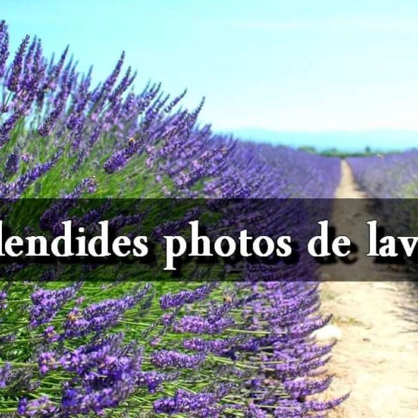 8 splendides photos de lavande