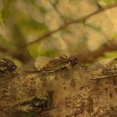 5 légendes du Luberon