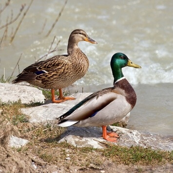 Célébrer la migration des oiseaux - Illimités