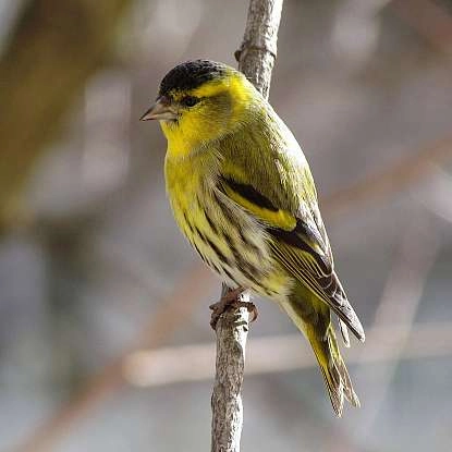 bird-1139722_1280.jpg