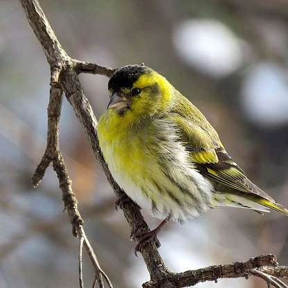 bird-1160460_1920.jpg