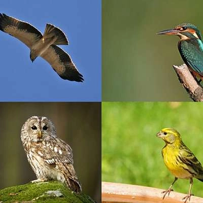 15 des plus belles espèces d'oiseaux du Luberon