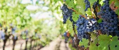 Appellation AOP Luberon
